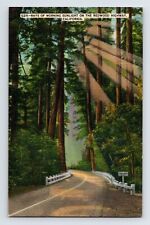 Postcard California Redwood Highwat CA Trees Road 1940s Unposted Linen picture