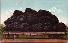 c1910s CALIFORNIA Agriculture / Exaggeration Postcard Rail Car / Blackberries picture