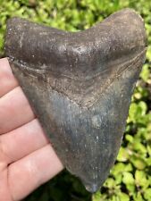 Natural Beautiful 4.30” Megalodon Tooth Fossil Shark Teeth picture