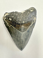 Megalodon Shark Tooth Fossil 100% Authentic 5-1/16