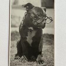 Vintage B&W Snapshot Photograph Adorable Good Boy Pitbull Terrier With Glasses picture