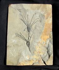 EXTINCTIONS- BEAUTIFUL DOUBLE GOGIA CYSTOID FOSSIL PLATE - SPENCE SHALE, UTAH picture