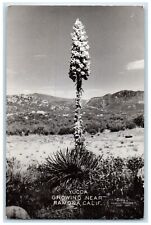 c1940's Yucca Growing Near Ramona California CA RPPC Photo Vintage Postcard picture