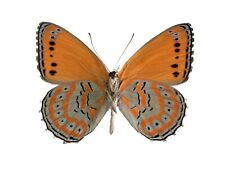 Crenis pechueli verso ONE REAL BUTTERFLY ORANGE BLUE UNMOUNTED WINGS CLOSED picture
