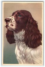 c1930's English Setter Dog Haired Animals Portrait Unposted Vintage Postcard picture
