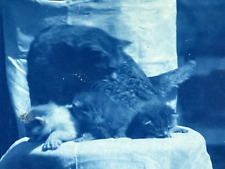 CATS KITTENS MOTHER CYANOTYPE PHOTO ANTIQUE PETS picture