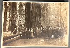 Vintage 1925 Photo, Group Picture, Muir Woods National Monument, California picture