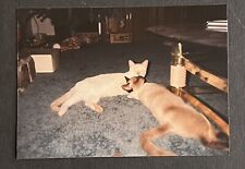 FOUND VINTAGE PHOTO PICTURE Two Cats Laying Down Relaxing picture