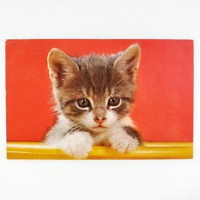 Kitty Cat Pet Portrait Postcard 1960s Kitten Feline Animal Portrait Art B2166 picture