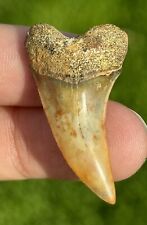 Colorful Firezone Planus (Hooked Mako) Fossil Shark Tooth Bakersfield Gem picture