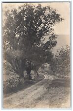 c1910s Dirt Road Street And Trees Sheffield Massachusetts MA RPPC Photo Postcard picture