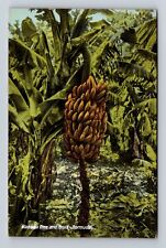 Bermuda, Banana Tree and Fruit, Antique Vintage Souvenir Postcard picture