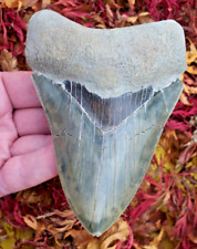 BEAUTIFUL BLUE, Sharply Serrated 12.3 cm Fossil INDONESIAN MEGALODON Shark Tooth picture