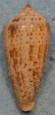 Conus Cinereus 37mm Negros,Philippines 60 meters Tangle Nets picture