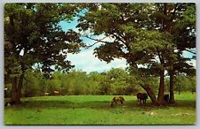 Greetings Leeds New York NY Horses Animals Cancel 1978 Vintage WOB PM Postcard picture