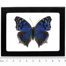 Precis rhadama female REAL FRAMED BUTTERFLY BLUE AFRICA R4 picture