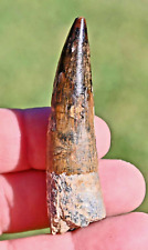 Spinosaurus tooth 2.88 inches, from Morocco picture