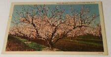 1940's linen postcard peach orchard in bloom Southern Pines North Carolina  picture