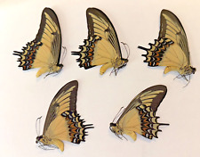 LOT OF 5 PAPILIO ANDROGEUS MALE A1. GOOD CONDITION. PERU. UNMOUNTED. picture