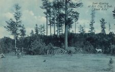 Postcard SD Deer Hunting at Hill City Black Hills 1913 Vintage PC K358 picture