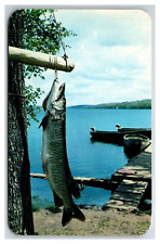 Tiger Muskie Big Catch King of the Northern Waters Wisconsin WI fishing picture