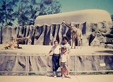 PC01 VINTAGE KODACHROME 35MM SLIDE AT THE ZOO SMILING WITH GIRAFFES picture