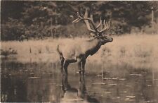 AMERICAN ELK - NEW YORK ZOOLOGICAL SOCIETY UNUSED POST CARD picture