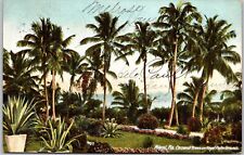 1907 Coconut Trees Royal Palm Ground Miami Florida FL Attraction Posted Postcard picture