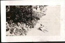 VINTAGE PHOTOGRAPH 1920-40'S PIT-BULL TERRIER LEATHER COLLAR DOG/PUPPY OLD PHOTO picture