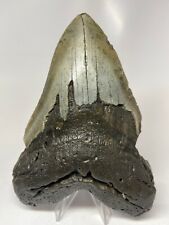 Megalodon Shark Tooth 6.08” Huge - Real Fossil - Giant 5518 picture