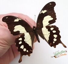 Papilio pelodurus butterfly SET x1 A- Entomology collectors specimen NICE picture
