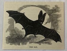 1883 small magazine engraving ~ THE BAT picture