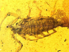 Burmite Amber Fossil - SC2341 2cm Large Scorpion w/ Certificate picture