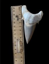 Otodus Obliquus shark fossils huge high quality original from Morocco 10 Cm picture