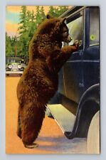Yellowstone National Park, Hold Up Bear, #932, Antique Souvenir Vintage Postcard picture