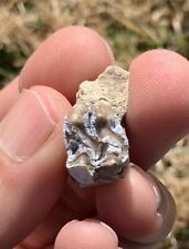 Fossil Horse Tooth in Partial Skull Upper Palate, Mesohippus, Nebraska Teeth Jaw picture
