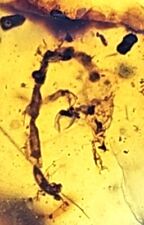 Rare Scorpion Late Cretaceous Epoch Burmite Amber 99 MYA w/ 30x Loupe picture