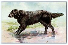 Animals Postcard Retriever Dog Scene River c1910's Unposted Antique picture