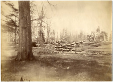 Armand Dandoy, Belgium, Franc-Waret, Devastated Castle Park (1876 hurricane)  picture