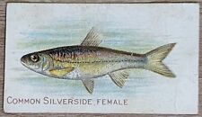1910 T58 American Tobacco Fish Series Common Silverside, Female picture