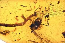 RARE Zygoptera (Damselfly), Fossil Inclusion in Burmese Amber picture
