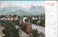 Picking Grapes CA c1906 Vineyard Workers Managers Horses Wagons Dog Woman Mts. picture