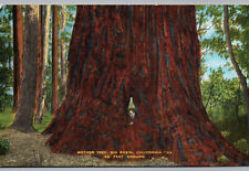 Postcard California Big Trees Mother Tree Vintage Linen Card Big Basin CA picture