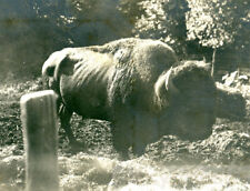 1906 American & Indian Iconic Animal Buffalo picture