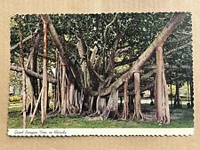 Postcard Florida FL Giant Banyan Tree Vintage PC picture