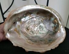 Large Natural Red Abalone Shell 1 3/4 LB. 8 X 5 3/4 x 2 3/4 Excellent  picture