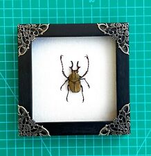 Real Insect Beetle Framed Taxidermy Bugs Collections Gothic Wall Art Decor picture