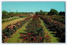 1964 Beautiful Tyler Roses Rose Capital of the World Tyler Texas TX Postcard picture