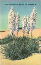 Yucca in Bloom Southwest Desert United States Linen c1940s Postcard picture