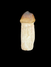 Awesome Moroccan Globedien Fossil Tooth: A Prehistoric Treasure for Collectors picture